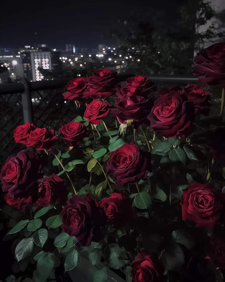 beautiful roses.