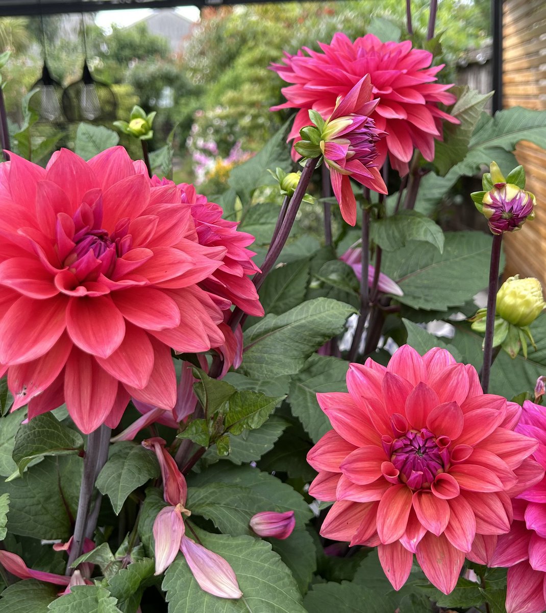 jones_mog's tweet image. Settle an argument
Whats your favourite Dahlia?
1. Seniorβs Hope
2. Wine Eyed Gill
3. American Dawn
Or post a photo of your favourite