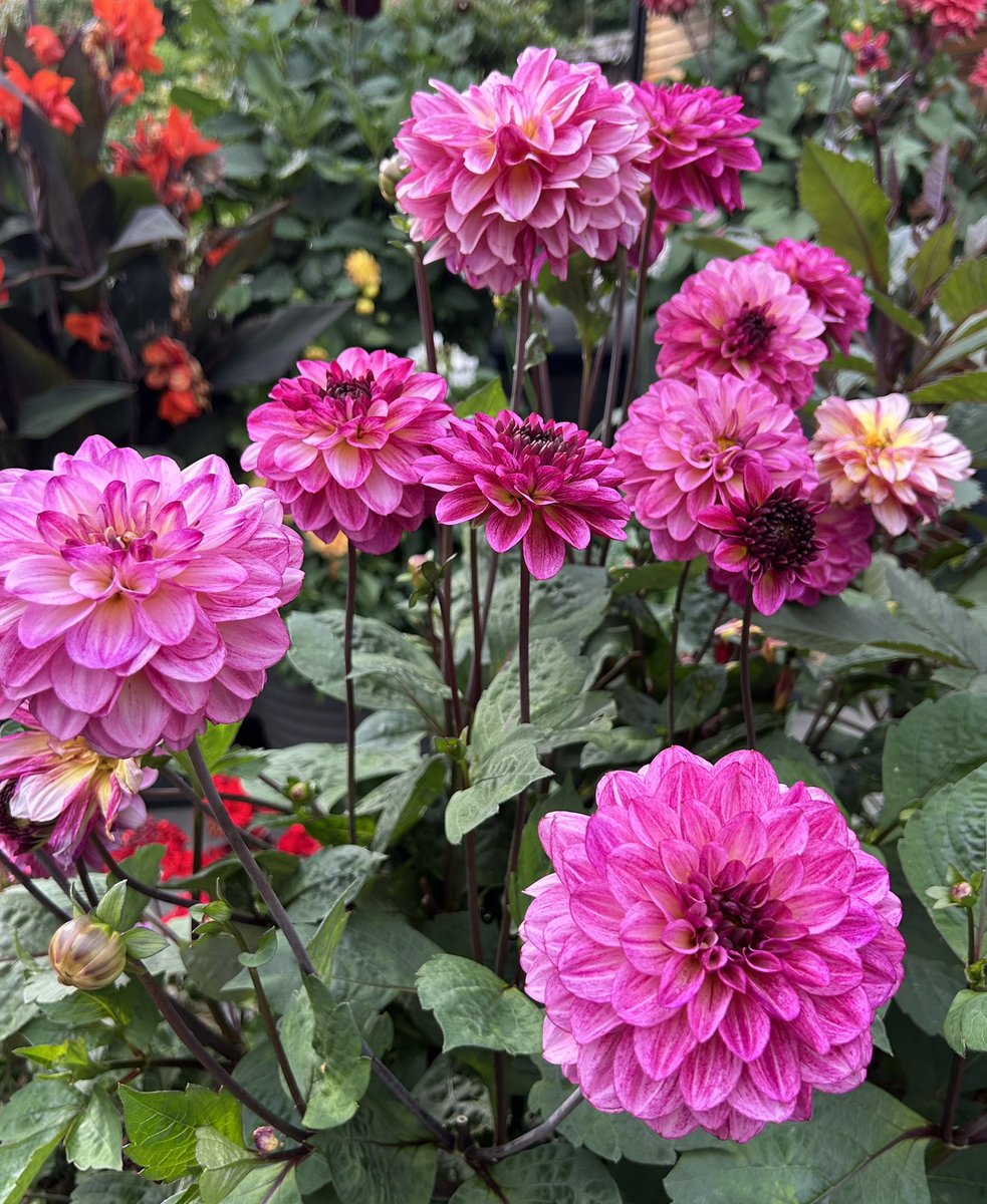 jones_mog's tweet image. Settle an argument
Whats your favourite Dahlia?
1. Seniorβs Hope
2. Wine Eyed Gill
3. American Dawn
Or post a photo of your favourite