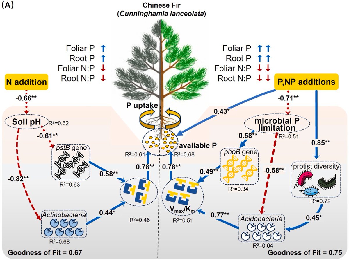 ykuzyakov's tweet image. NEW in @SoilBiolBiochem
Phosphorus-transforming microbes enhance phosphatase efficiency to alleviate #phosphorus limitation in subtropical #forest #soil
doi.org/10.1016/j.soil…
50-day Free: authors.elsevier.com/c/1lSAM8g13fGrj
#enzymes #Fertilisers #Tropics #nitrogen #soilbacteria #soilfungi