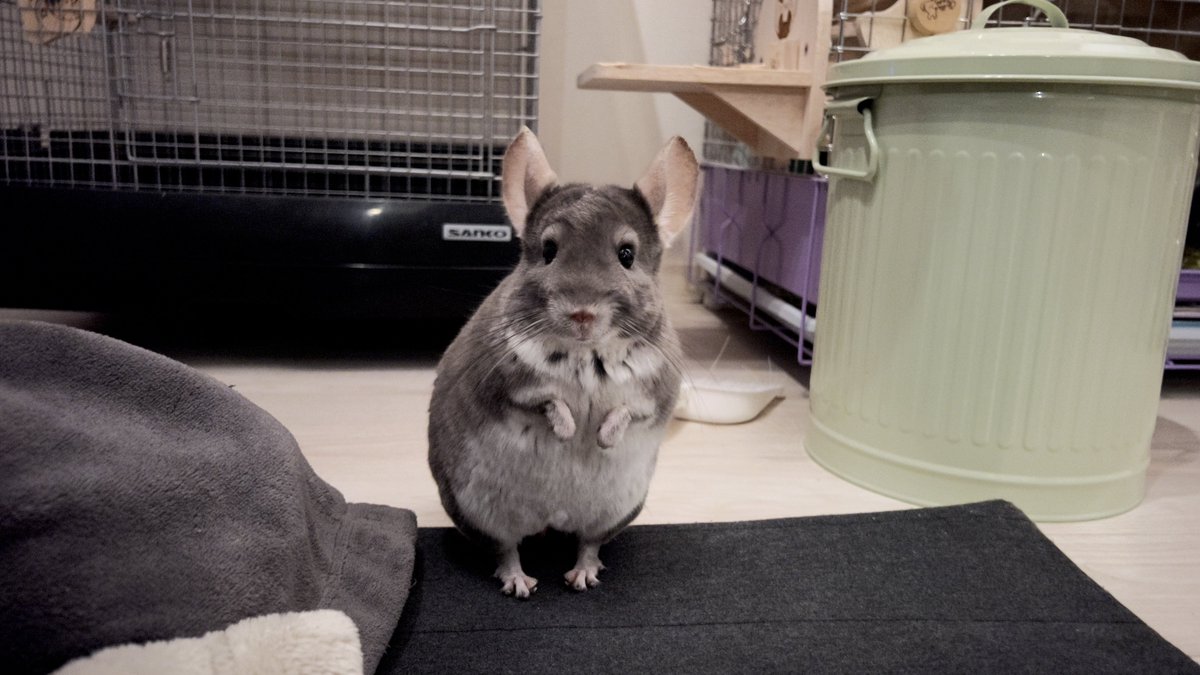 peperon0903's tweet image. ぺぺがまた発情期っぽいので夜中に密会してます