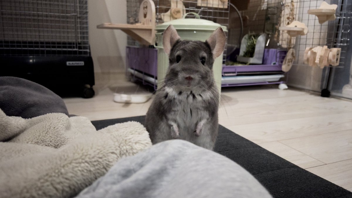 peperon0903's tweet image. ぺぺがまた発情期っぽいので夜中に密会してます