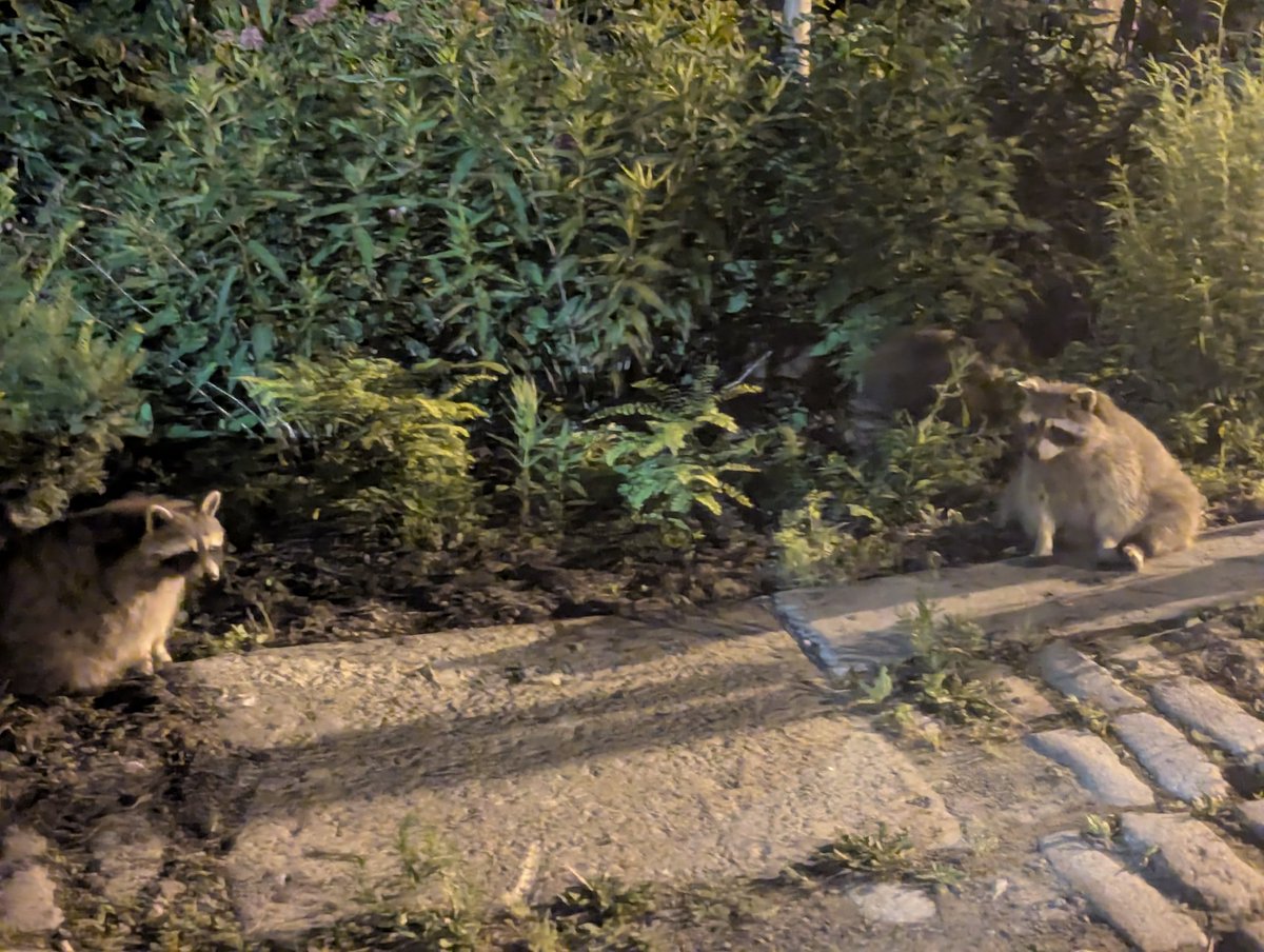 PallyStream's tweet image. Fun day yesterday. Relaxed by the pond in Mont Royal Park with food and drinks for a few hours into the night, walked up to the observatory and got a nice view of the cityscape...and also saw a family of trash pandas.
I needed that. Back to my PARTNER PUSH tomorrow 😎💪