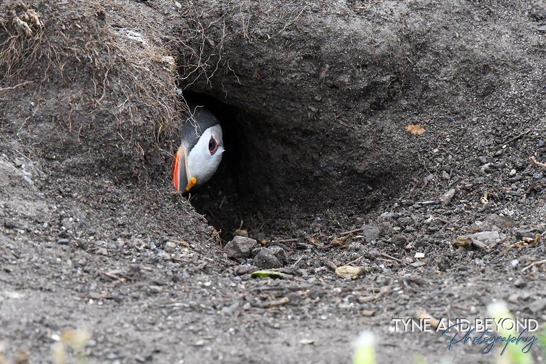 The Tyne and Beyond (@tyneandbeyond) on Twitter photo yes? what do you want? <a href="/FarneIslands1/">Farne Islands</a> #puffins
<a href="/thefarnes/">Andrew Douglas</a> #Seabird <a href="/NorthEastTweets/">North East Tweets</a> <a href="/VisitNland/">Visit Northumberland</a> yes? what do you want? <a href="/FarneIslands1/">Farne Islands</a> #puffins
<a href="/thefarnes/">Andrew Douglas</a> #Seabird <a href="/NorthEastTweets/">North East Tweets</a> <a href="/VisitNland/">Visit Northumberland</a>
