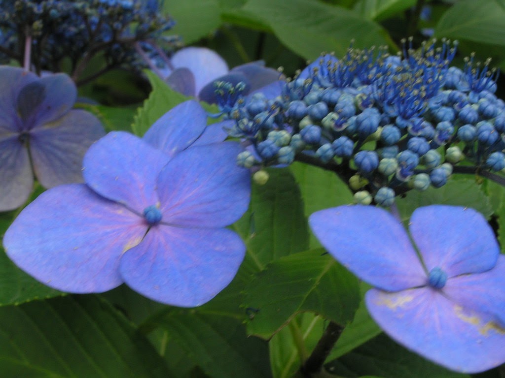 虹～紫陽花⭐ 坂東武仁 on X: 