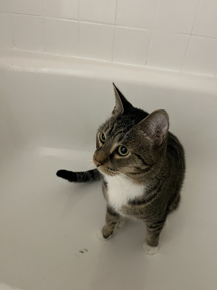 Mungbeanster's tweet image. he started sitting here every time mom goes to the bathroom