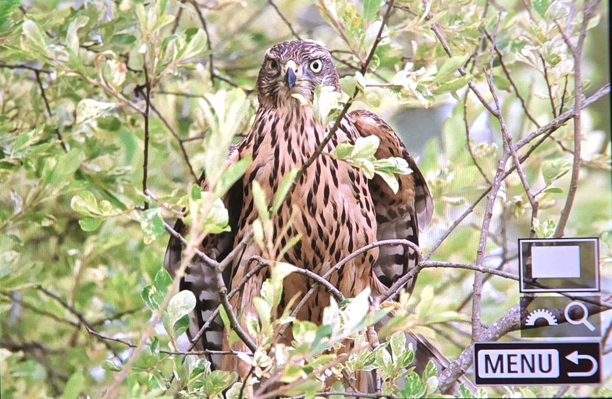 _TCartz's tweet image. Chaos erupts in the garden this evening, when this juvenile Goshawk chases a family group of Magpies. Good to know they've successfully fledged chicks this year.