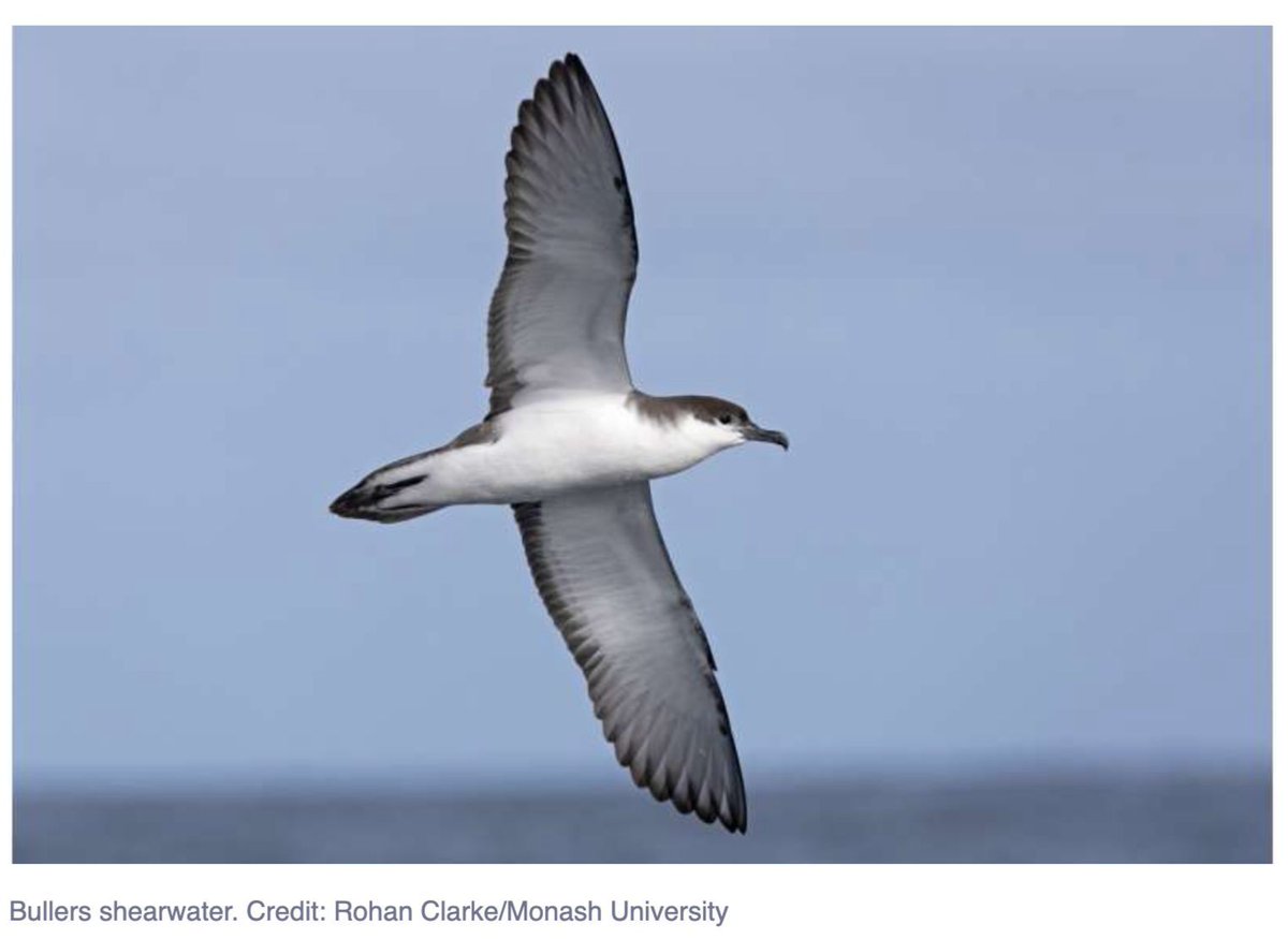 Seabirders's tweet image. To protect wildlife as offshore wind grows, we need the best ecological data. Monash University researchers created a practical guide to seabird flight—how high, how fast & when they fly.
📄 Journal of Applied Ecology: bit.ly/4eXfqQw
#Seabirds #ClimateAndNature