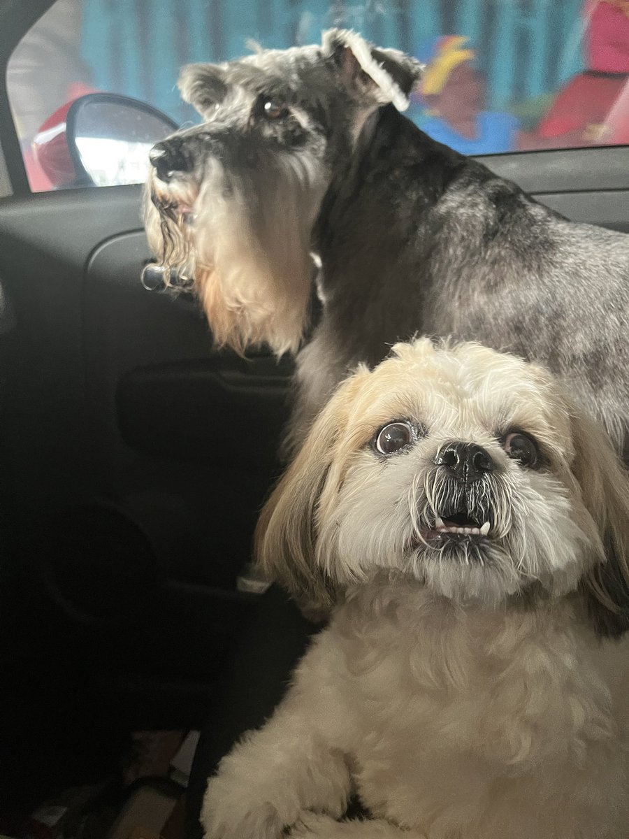 Día de salón 🐶💕