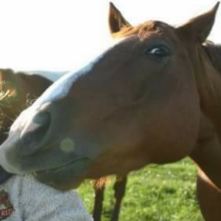horse staring suspiciously curious interested very suspicious