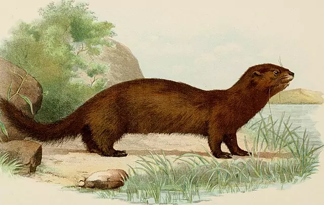 cmkosemen's tweet image. There was a MARINE MUSTELID - the Sea Mink, Neogale macrodon - native to the Eastern seaboard of the United States - but sadly, it was driven extinct by the fur trade by the late 1880s :/