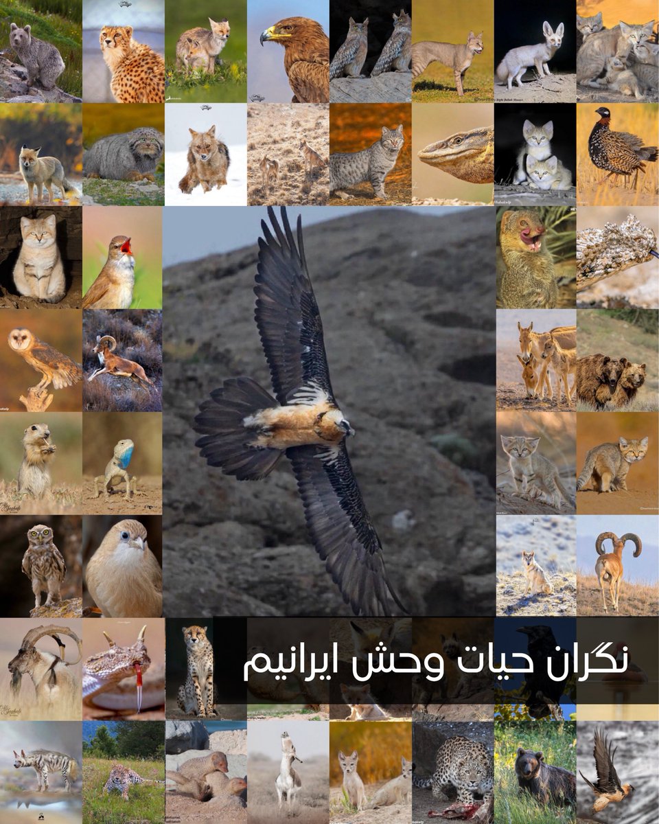 IranianPlateau's tweet photo. حمایت حیوانات فلات ایران از بیانیه‌ی هما مبنی بر نجات حیات وحش:
- به حیات وحش غذارسانی نکنید؛
- سگ و گربه حیوانات اهلی هستند و باید سرپرست داشته باشن؛
- با حیوانات مهربون باشد و شکار نکنید؛
- در زیست‌گاه‌های حیوانات با احتیاط و مسئولانه وارد بشید.

پاینده ایران
هُما/فلات ایران https://t.co/IRpL4KP3K4