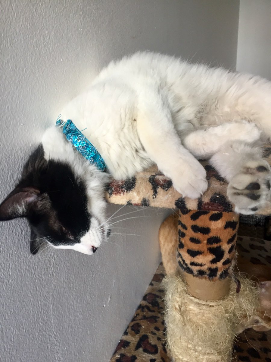 Éste guapo tuxedito de 2 años busca casa. Llegó de bebé y nadie se ha enamorado de su piochita. Es amoroso y tranquilo. Tiene todo su protocolo de salud completo y es negativo a sida y leucemia felina 
Adopten a éste guapo y que por fin encuentre casita
#AdoptaNoCompres