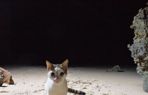 ModeratelyMused's tweet image. Don’t you dare go to the moon, you stay off that moon! 

Cat: