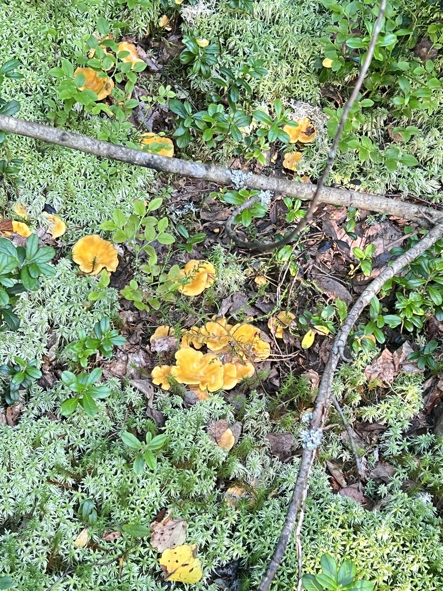 Ollaan Hetan kanssa Masia vahtimassa 😍. Eivät tosin ole toisiaan nähneet😅. 
Masin ollessa päikkäreillä pesin mattoja ja ehtisin vielä kipasta sienessäkin.