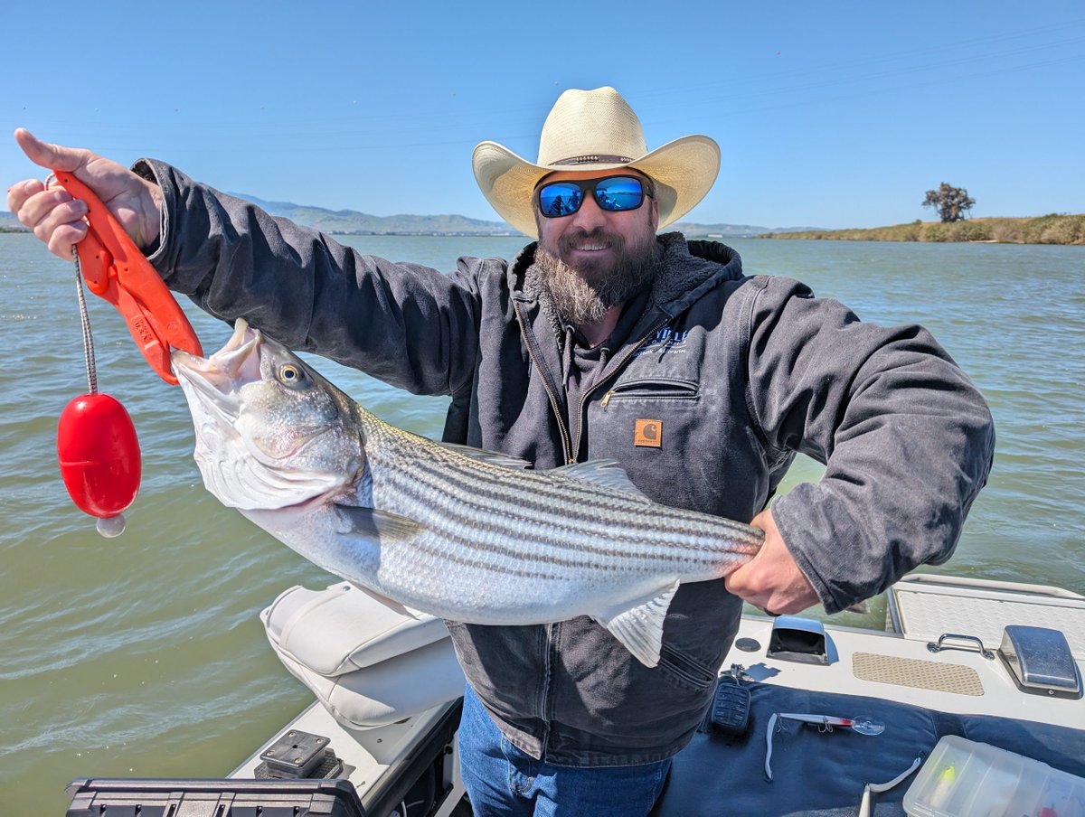 FishMan641023's tweet photo. The decline of the Striped Bass in the Central Valley!

#troutglass #troutfishing #trout #colorado #glassblowing #blownglass #blownaway #artglass #glassartist #glassart #coldshop #coldworking #glasssculpture #ontheswing #onthefly #flyfishingart #flyfishing #nofilter #glasstrout https://t.co/78kKR11c5Q