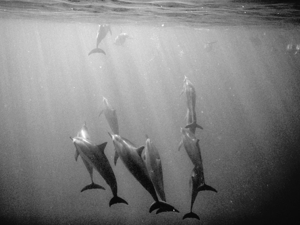 ryanpotebooks's tweet image. As a dive instructor in Hawaii, swimming with pods of wild spinner dolphins never got old...
#dolphins #hawaii #nature #nationalgeographic @diveoahu #scubapro
