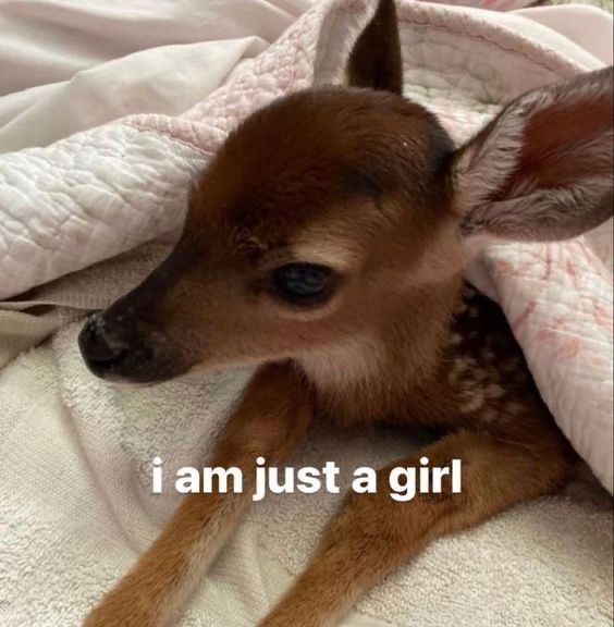 out of context deer (@contextdeers) on Twitter photo 