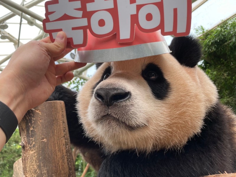 𝙥𝙖𝙣𝙙𝙖-𝙗𝙖𝙤 🐼 tweet media