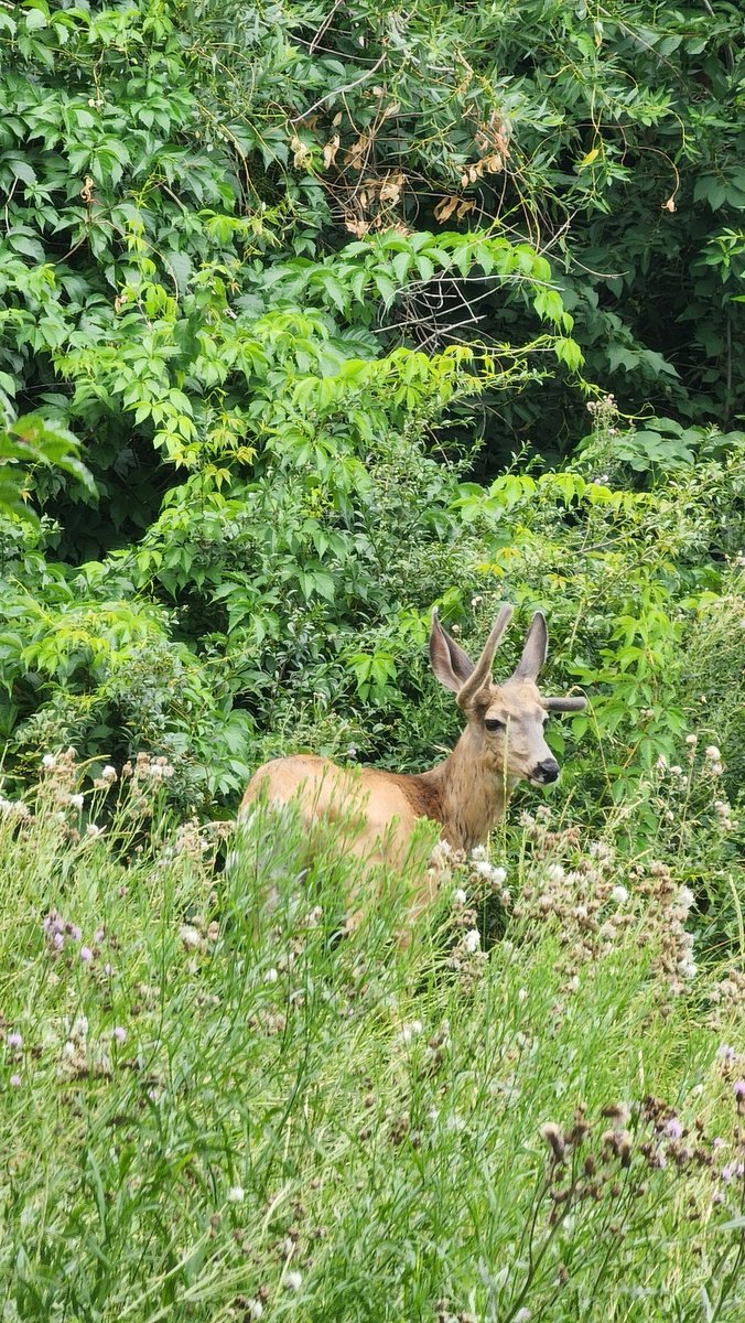 Colin24360558's tweet image. Did some getting outside this morning. Something not right with this buck.