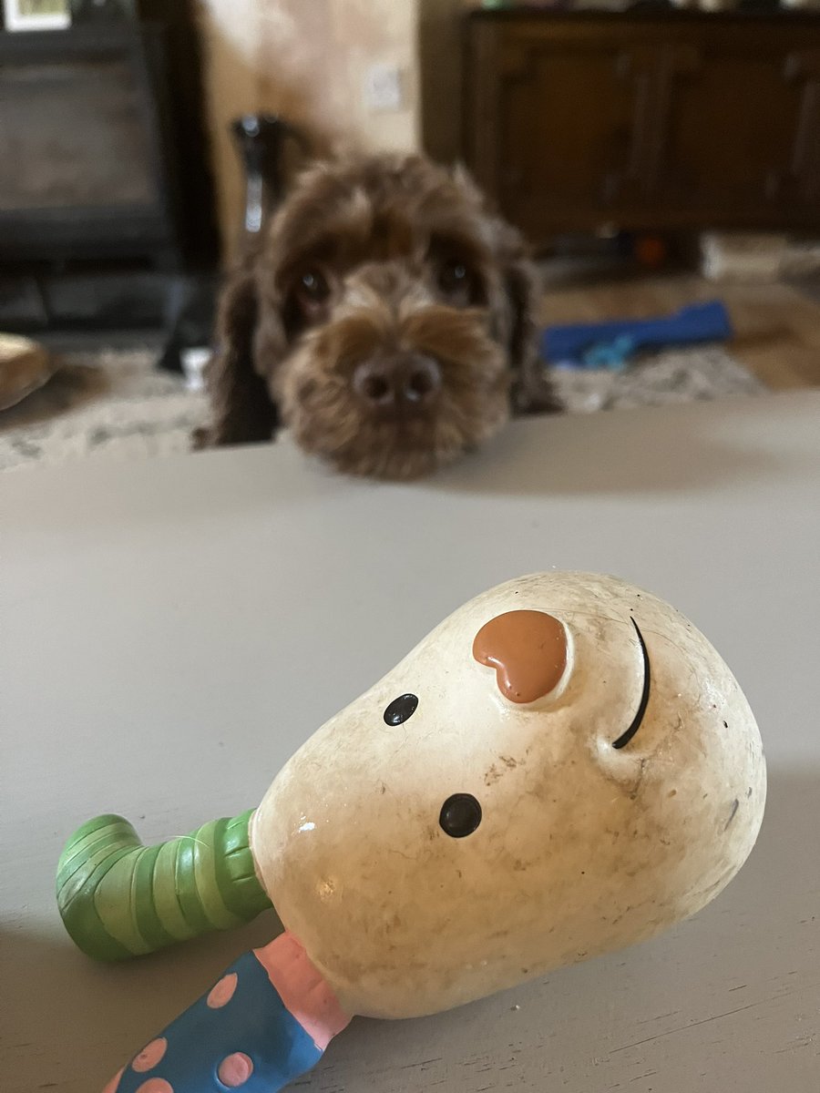 Looking after these two beauties tonight whilst the parents are the movies. Betsy wants to play , olive is the quieter one