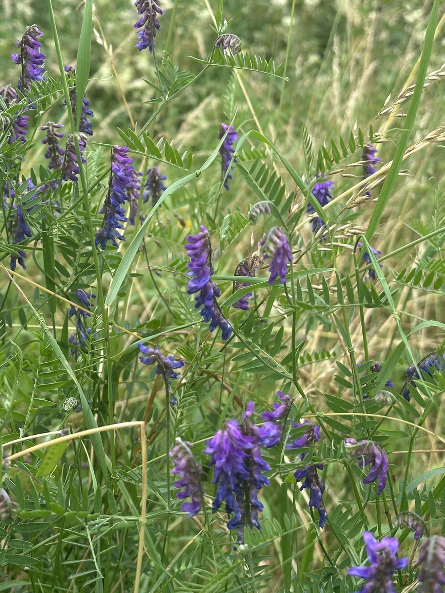 AdventuringJoW's tweet image. Vetch was buzzing with bees today 🐝