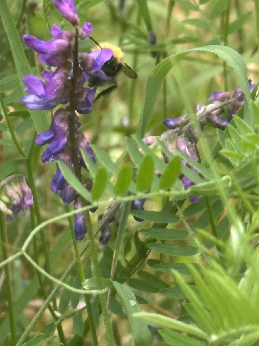 AdventuringJoW's tweet image. Vetch was buzzing with bees today 🐝