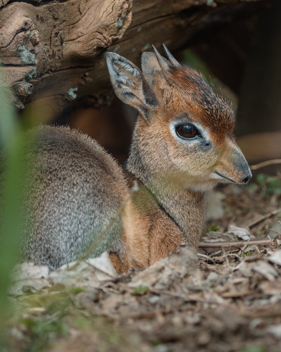 Longleat's tweet image. Just Dario the dik dik being a dapper little gentleman ❤️