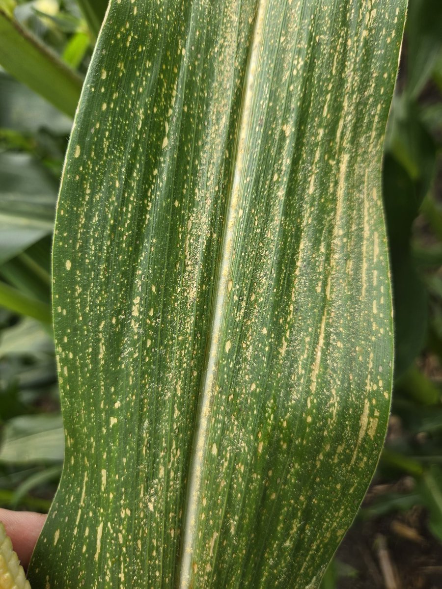 This one stood out like a sore thumb.

#AgTwitter