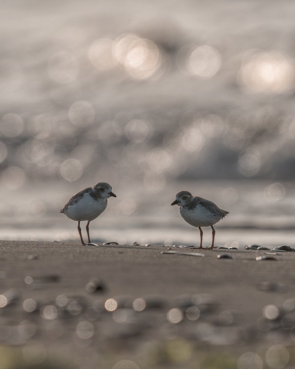 NycPlover's tweet image. The Fort Tilden brood of 3 is growing up fast! Both parents are still diligently protecting them, but of course, Piping Plover chicks feed themselves from birth.
So much hope for this New Yorker family.
❤️❤️❤️
📷: @forbesfeather