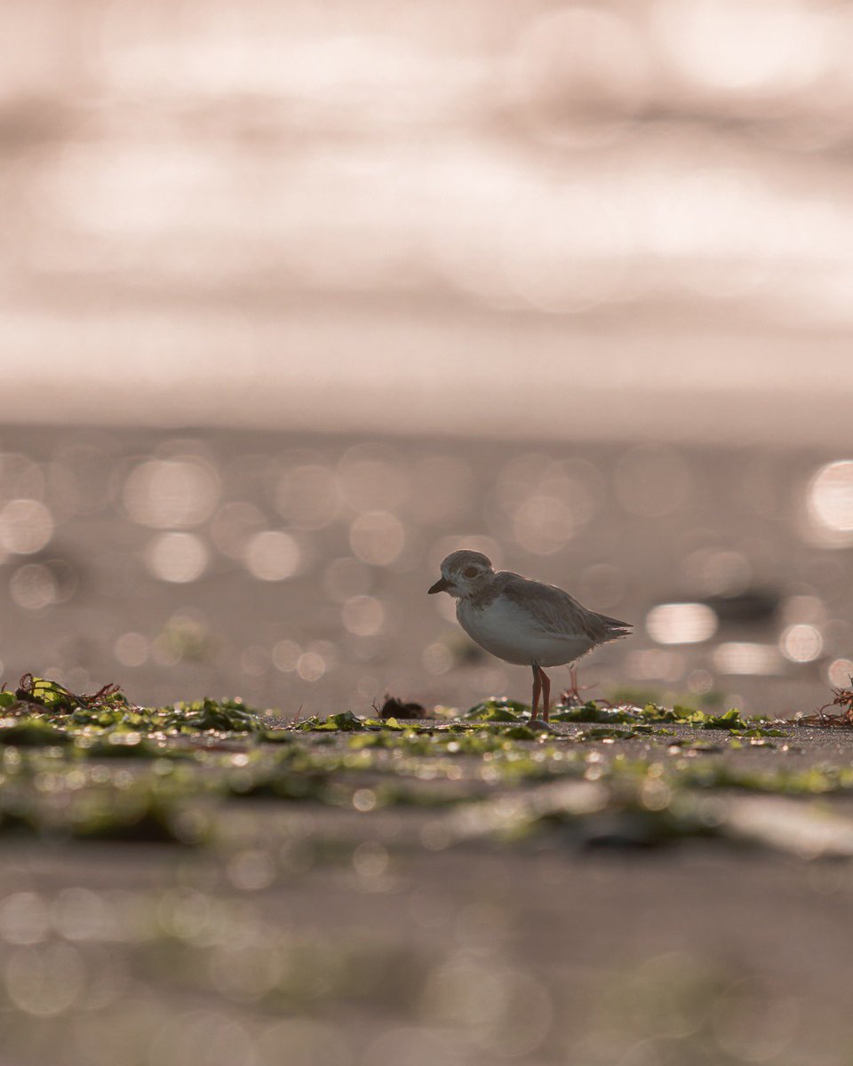 NycPlover's tweet image. The Fort Tilden brood of 3 is growing up fast! Both parents are still diligently protecting them, but of course, Piping Plover chicks feed themselves from birth.
So much hope for this New Yorker family.
❤️❤️❤️
📷: @forbesfeather