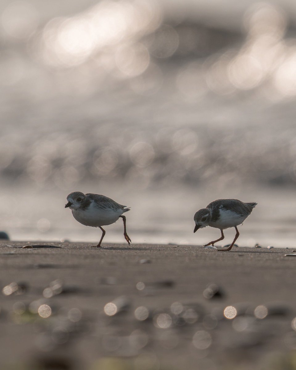NycPlover's tweet image. The Fort Tilden brood of 3 is growing up fast! Both parents are still diligently protecting them, but of course, Piping Plover chicks feed themselves from birth.
So much hope for this New Yorker family.
❤️❤️❤️
📷: @forbesfeather