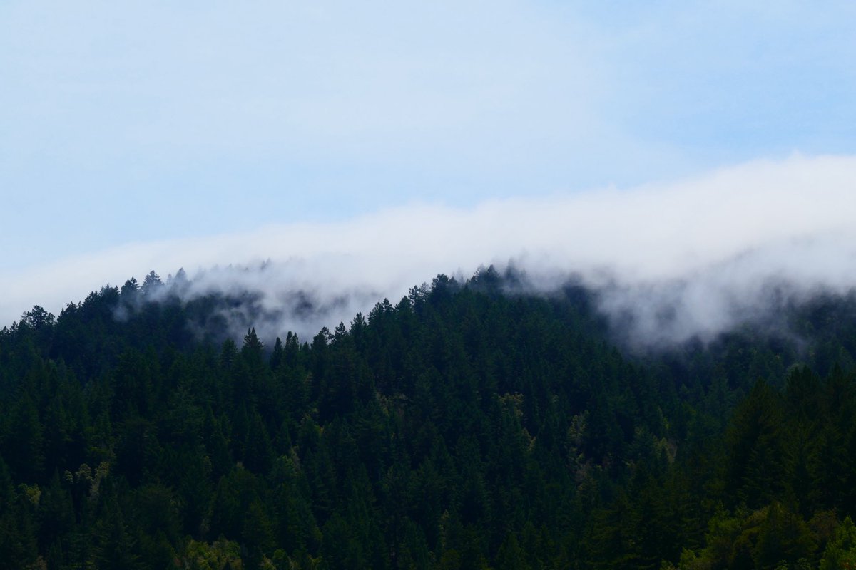 Mt. Tam Watershed lakes and misty treetops remind me of Adirondack lake summers of my childhood. Do you have nostalgic scenery triggers?

“Misty Mountain Lakes” Insights:

hikingautism.com/insights--hike…

#hiking #autism #nature #outdoors #lakes #mountains #memories