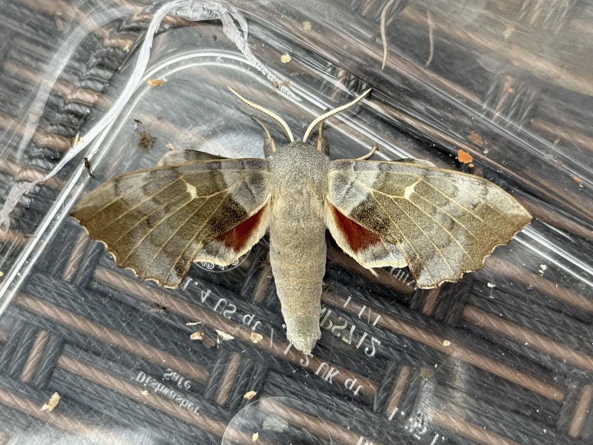 GaryWVC76's tweet image. Record catch for the garden last night, final count of 222 of 52 species. Poplar Hawkmoth, Latticed Heath. Narrow-winged Pug and Golden-rod Pug. 43 Large Yellow Underwing. ⁦⁦@BC_Scotland⁩ ⁦@LoveLinnPark⁩ ⁦@TamVC77⁩