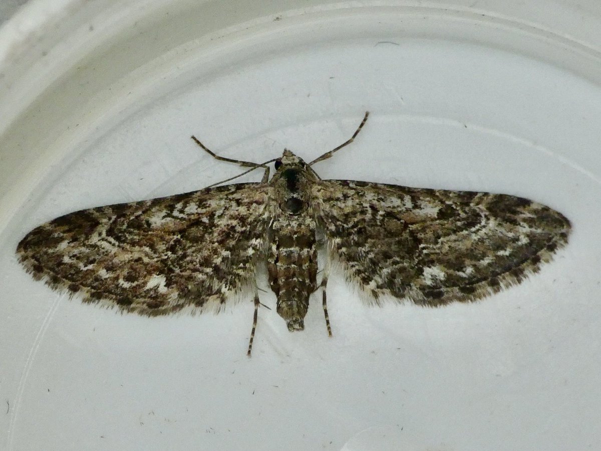 GaryWVC76's tweet image. Record catch for the garden last night, final count of 222 of 52 species. Poplar Hawkmoth, Latticed Heath. Narrow-winged Pug and Golden-rod Pug. 43 Large Yellow Underwing. ⁦⁦@BC_Scotland⁩ ⁦@LoveLinnPark⁩ ⁦@TamVC77⁩