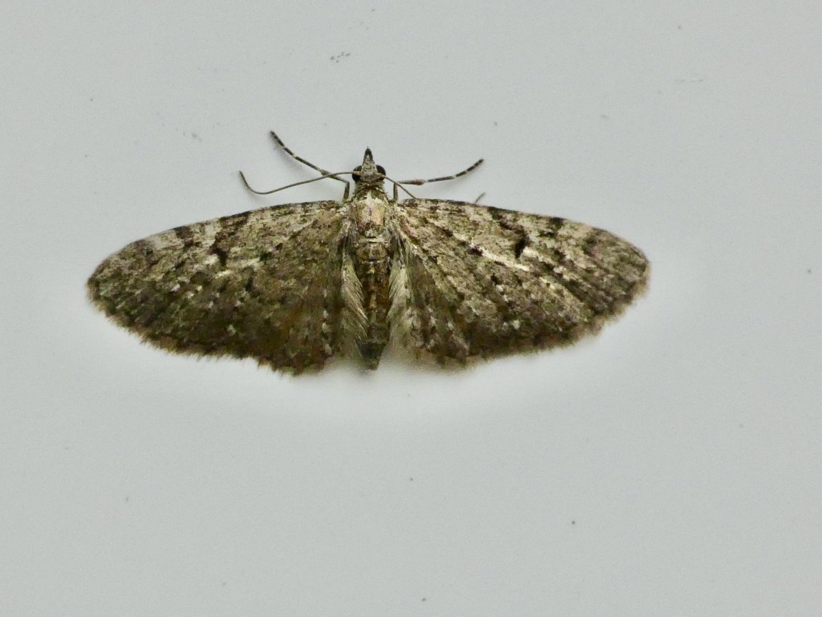 GaryWVC76's tweet image. Record catch for the garden last night, final count of 222 of 52 species. Poplar Hawkmoth, Latticed Heath. Narrow-winged Pug and Golden-rod Pug. 43 Large Yellow Underwing. ⁦⁦@BC_Scotland⁩ ⁦@LoveLinnPark⁩ ⁦@TamVC77⁩