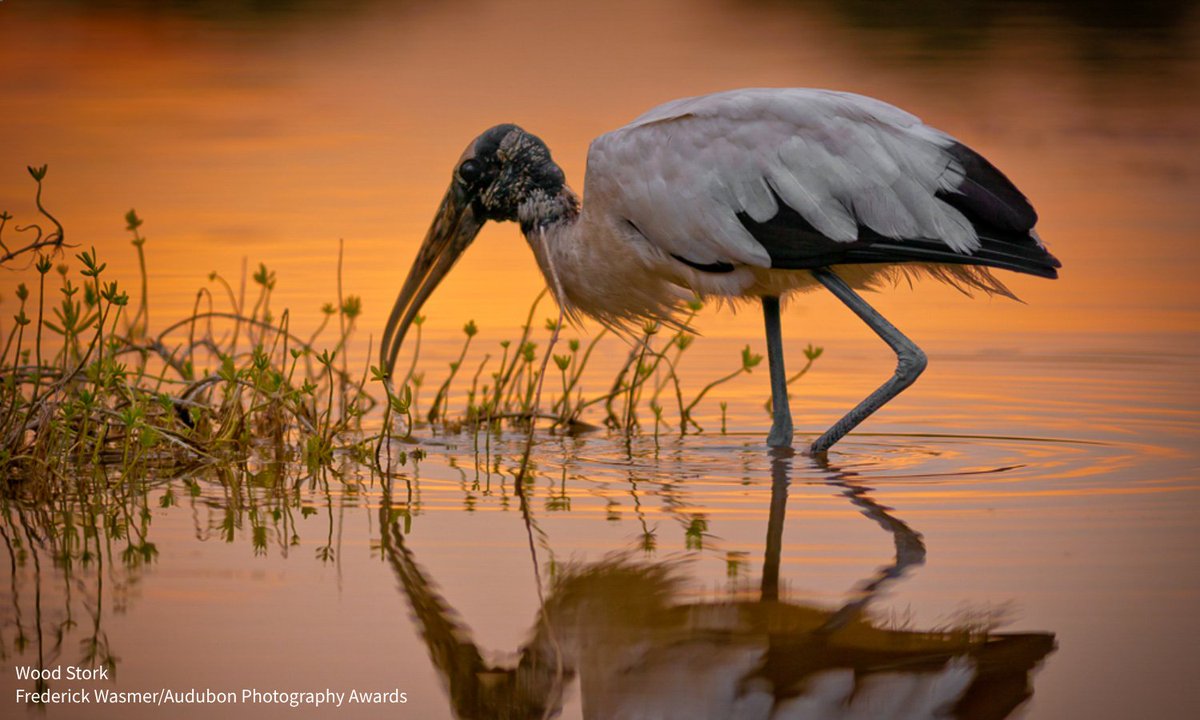 audubonsociety's tweet image. For Wood Storks, water level can be the difference between life & death—too low, & fish can’t grow fast enough to support the storks, too high, & catching those fish becomes impossible. Read about how @AudubonFL is stabilizing water levels for these birds. bit.ly/40VBqWa