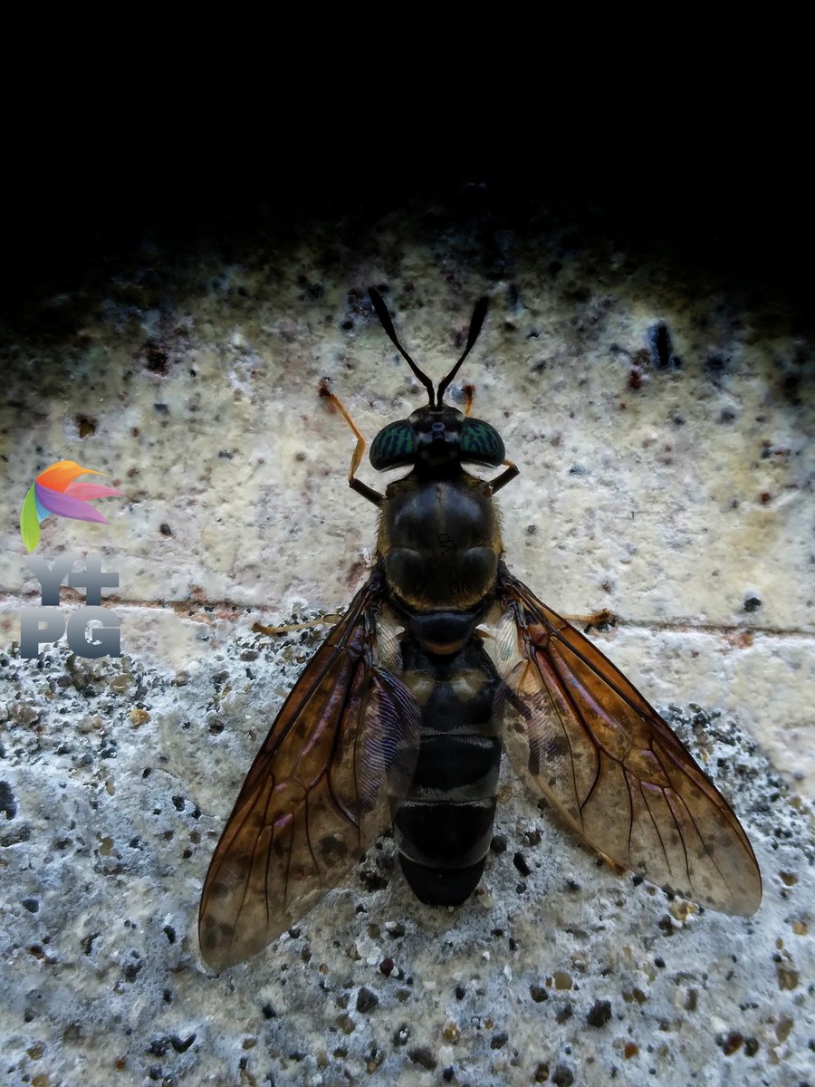 a black soldier fly.wounded in its sting and crawling on the wall.

#photography #photo  #photograph #photooftheday #photographylovers #PhotographyIsArt #nature #naturelove #NatureIsAmazing #naturescenery #naturelover #macro #macrophotography