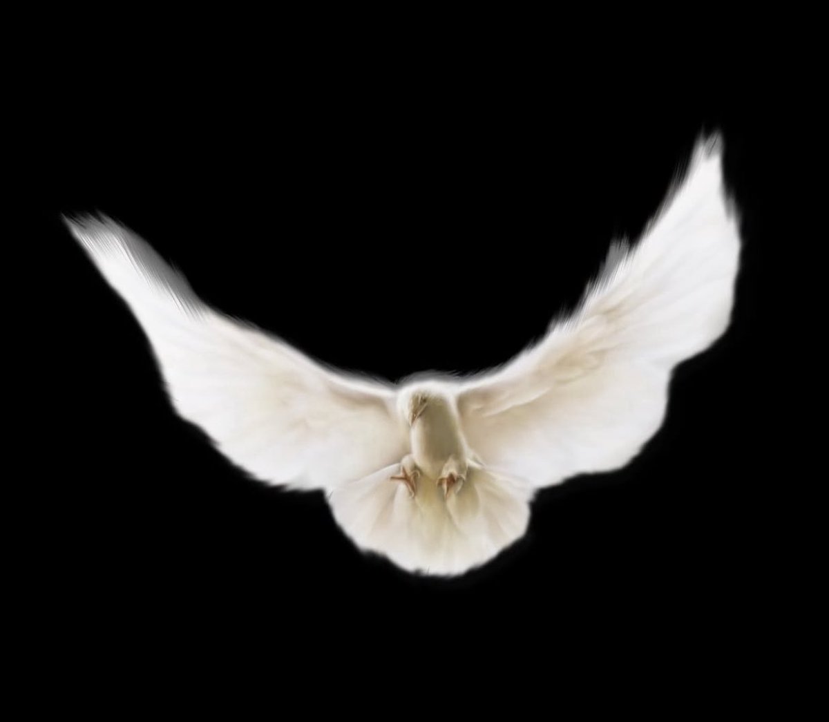 YZYSTOTLE's tweet photo. WHITE DOVE 🕊️ https://t.co/yKDbPxcNaW