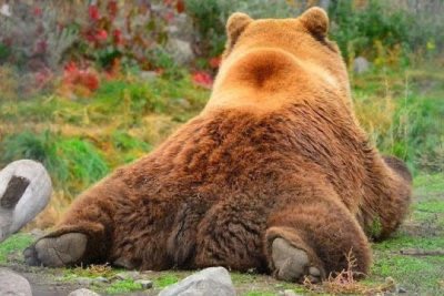 🐻 Bear 🌼 (@bearposting) on Twitter photo 