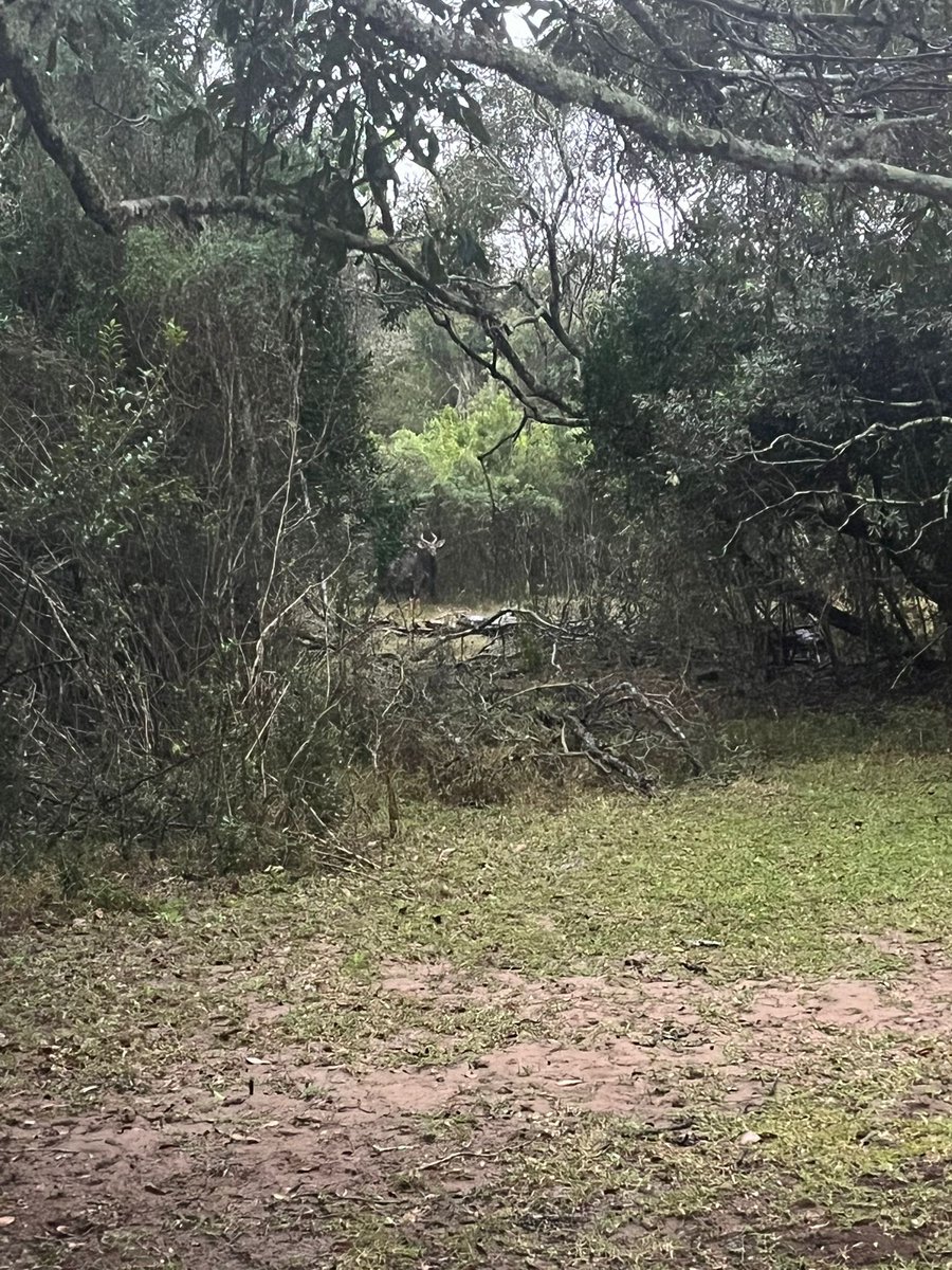 A little bit of a soggy start for Team 2 but all was forgotten when they had an amazing guest visit them for breakfast! Can you spot it in the second picture?