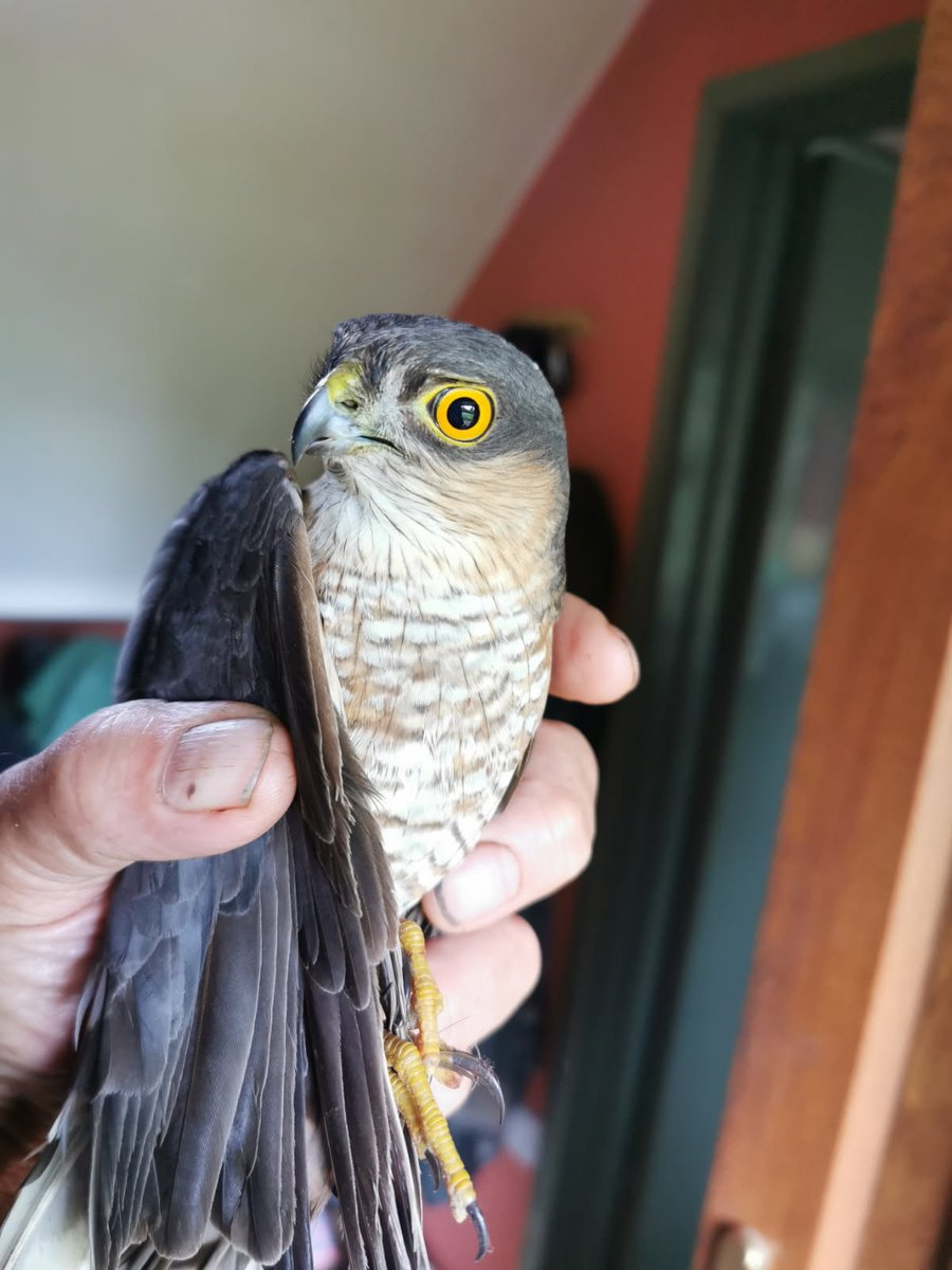 My husband is away visiting his uncle in Herefordshire. They'd just finished watching the Rugby when this young Sparrow Hawk flew in through the open front door, and into the living room. Rob managed to pick him up and take him outside again... but just look at those eyes!