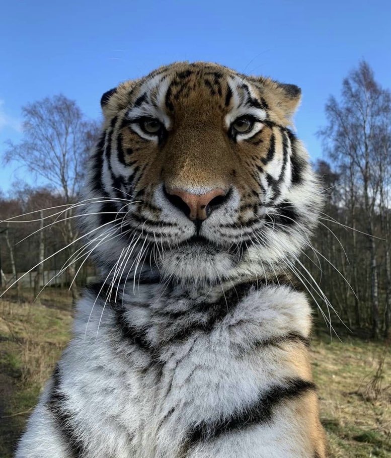 felinerespecter's tweet image. Picture of a total patriot my friend sent to the gc that I thought you guys might enjoy