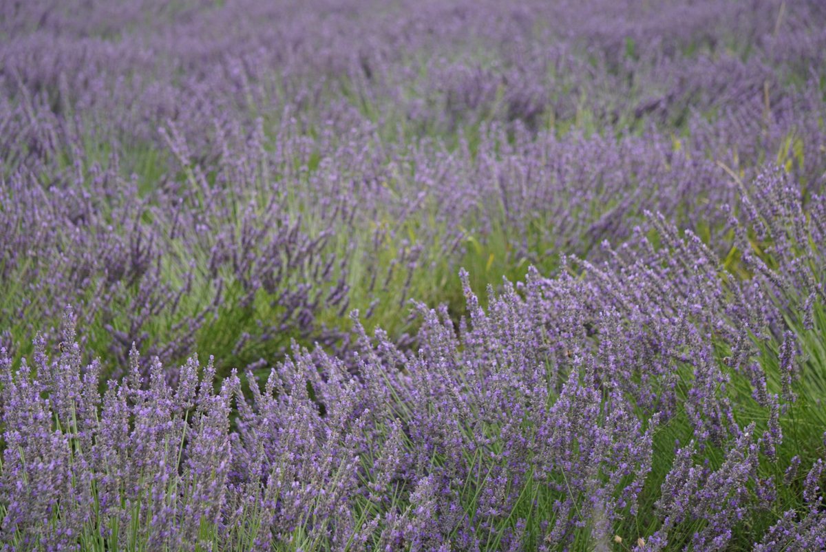 A Day in the Lavender Fields, Velensole.🪻🪻
📍Provence, France