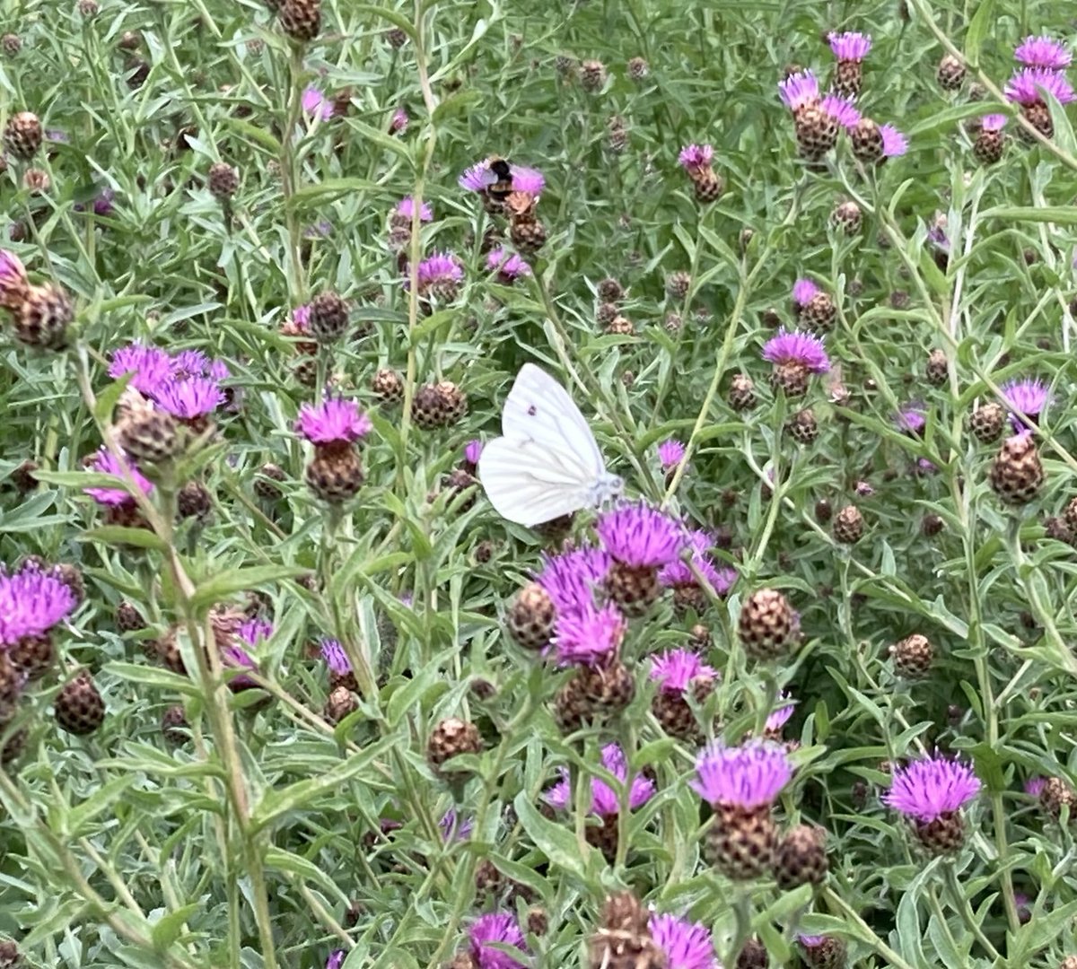 KateAgValuer's tweet image. Butterfly experts: is this a large white or a green-veined white? #butterfly