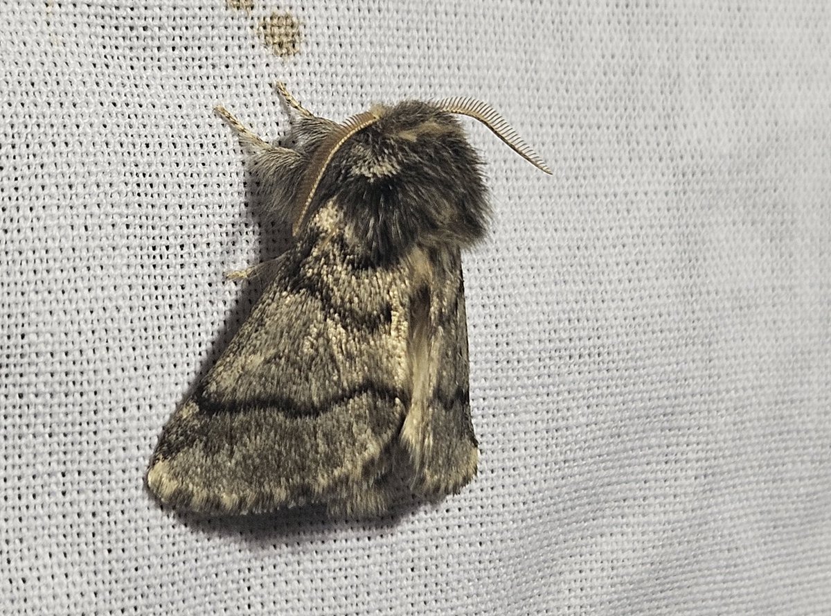 Dit is de Eikenprocessierups (Thaumetopoea processionea), als vlinder. Gisteren 5 exemplaren in de tuin. #nachtvlinderen