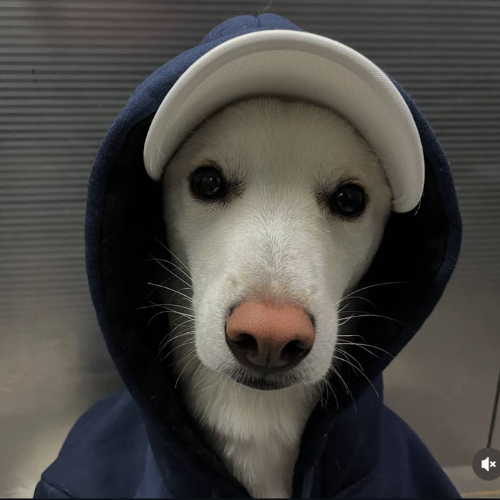 Bruv is sitting at 4 million mc launched on pumpfun, 

Dawg launched one month old, Backed by its owner and viral on instagram. 

Daily Bull posting by dawg owner on reels. Send this $DAWG to millions.