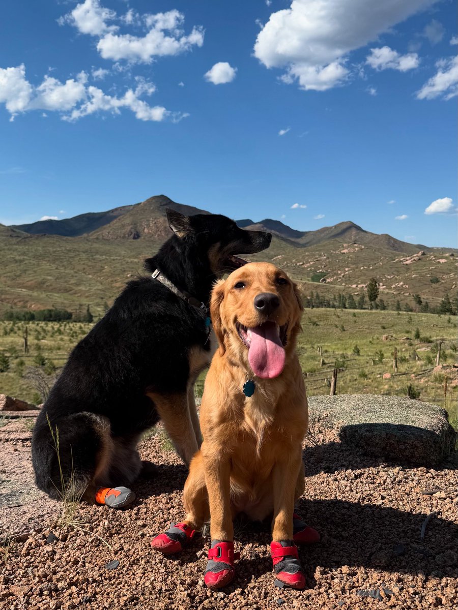 TheOSUBuckeye09's tweet image. Happy #WeekendSmiles!! @GoldretrieverUS #goldenretriver