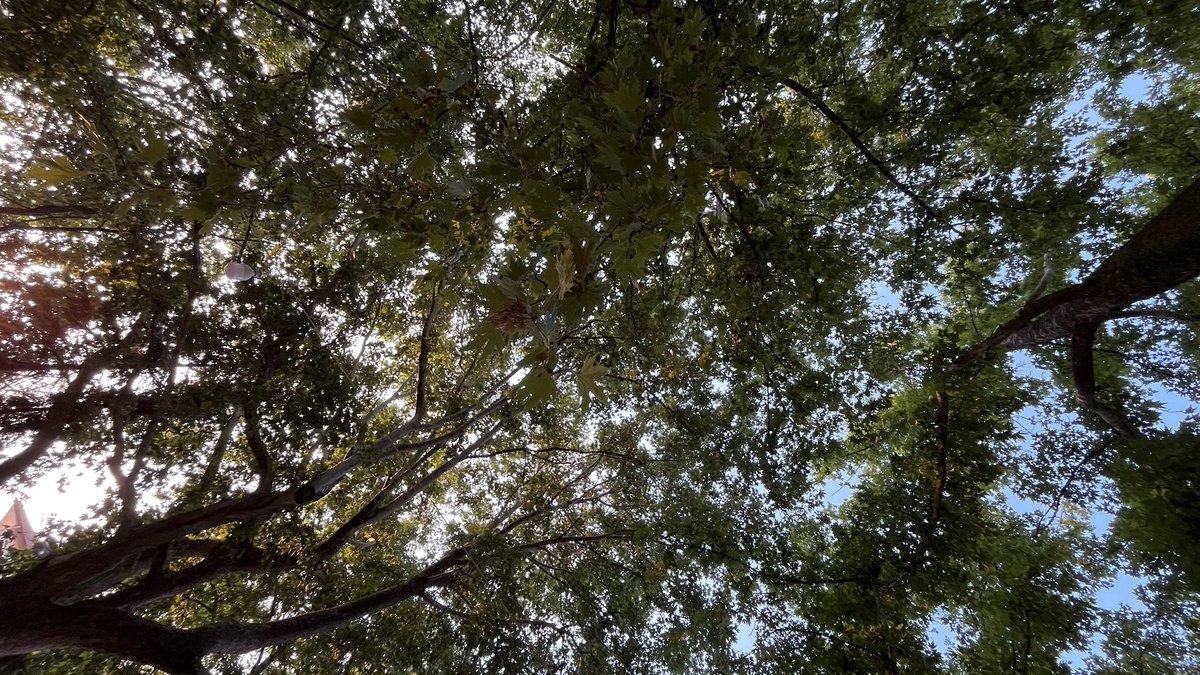 trenchhs's tweet image. silent in the trees or whatever that joshler guy said