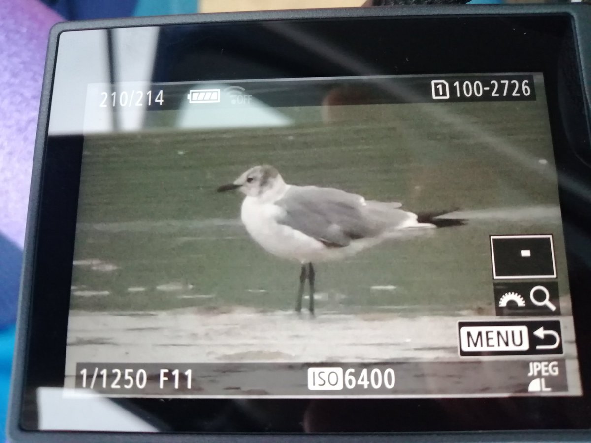 davidjtdouglas's tweet image. Thrilled to find this Laughing Gull recently at Trabeg, Dingle, Kerry. Really pleased that local birders have seen it too. Still present this morning @KerryBirdNews